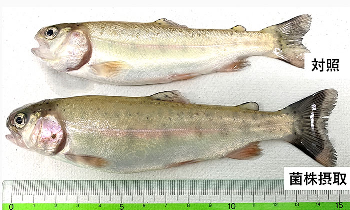 Experiments in rainbow trout farming