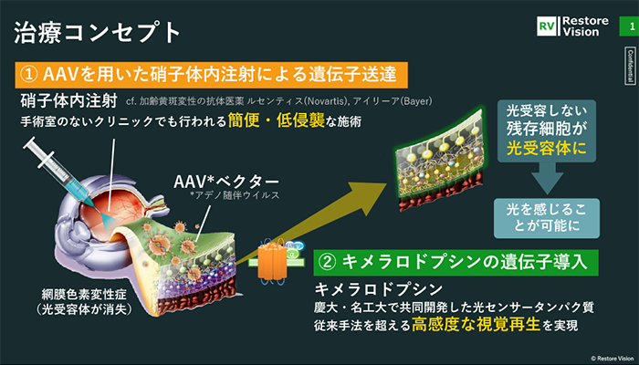 視覚再生遺伝子治療のコンセプト